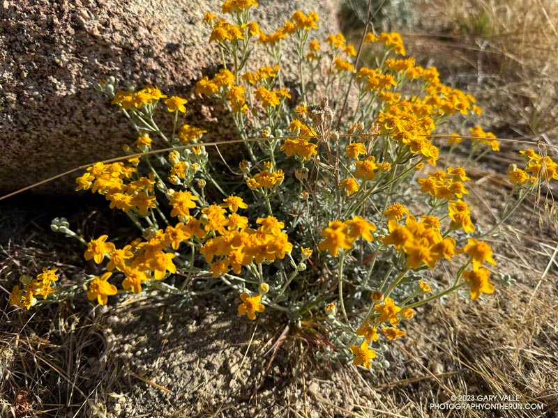Golden yarrow along the Three Points - Mt. Waterman Trail, east of Waterman Meadow.  November 5, 2023.