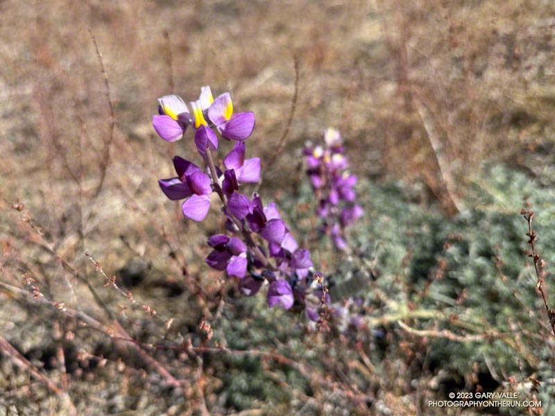 Grape soda lupine blooming out-of-season along the Three Points - Mt. Waterman Trail. November 5, 2023.