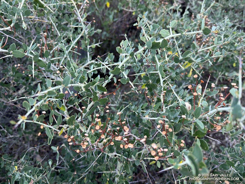Mountain whitethorn is not the plant of choice for an overgrown trail!