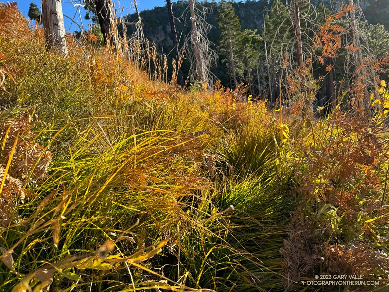 The trail was not easy to follow at Waterman Meadow. I diagonaled up a bit as I crossed the meadow, rejoining the trail on the west side of a ravine, just before the trail turns back to the south. November 5, 2023.