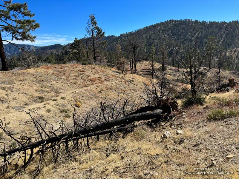 PCT above Cooper Canyon Trail Camp. This area was burned in the 2020 Bobcat Fire. November 5, 2023.