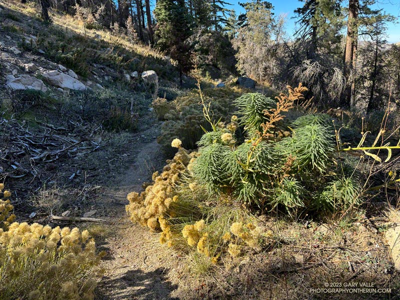 Poodle-dog bush along the PCT, east of Camp Glenwood. The plant causes contact dermatitis in many people. November 5, 2023.