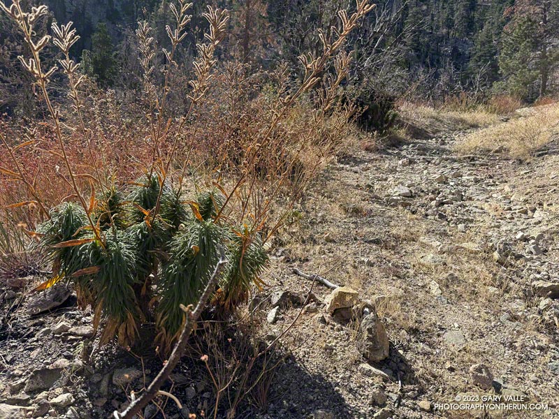 Poodle-dog bush along the PCT in lower Cooper Canyon. The plant causes contact dermatitis in many people. November 5, 2023.