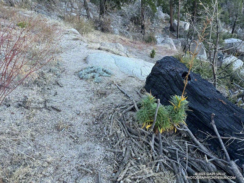 Poodle-dog bush along the Three Points - Mt. Waterman Trail. The plant causes contact dermatitis in many people. November 5, 2023.