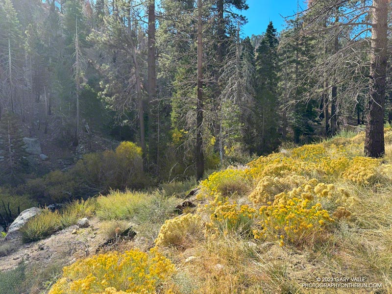 Rabbitbrush near the Burkhart Trail trailhead. November 5, 2023.