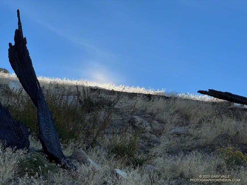 Rainfall from Tropical Storm Hilary in August produced a second-Spring growth of grass that made route-finding more challenging on some parts of the Three Points - Mt. Waterman Trail. November 5, 2023.