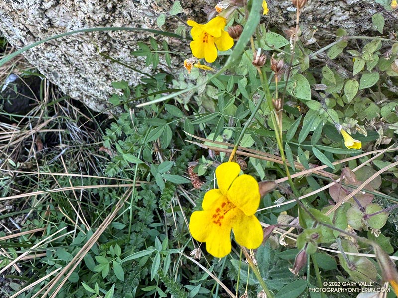Seep monkeyflower along the Three Points - Mt. Waterman Trail, about a half-mile east of Waterman Meadow.  November 5, 2023.