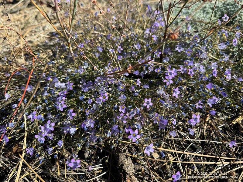 Nevada gilia blooming out-of-season along the Three Points - Mt. Waterman Trail. November 5, 2023.