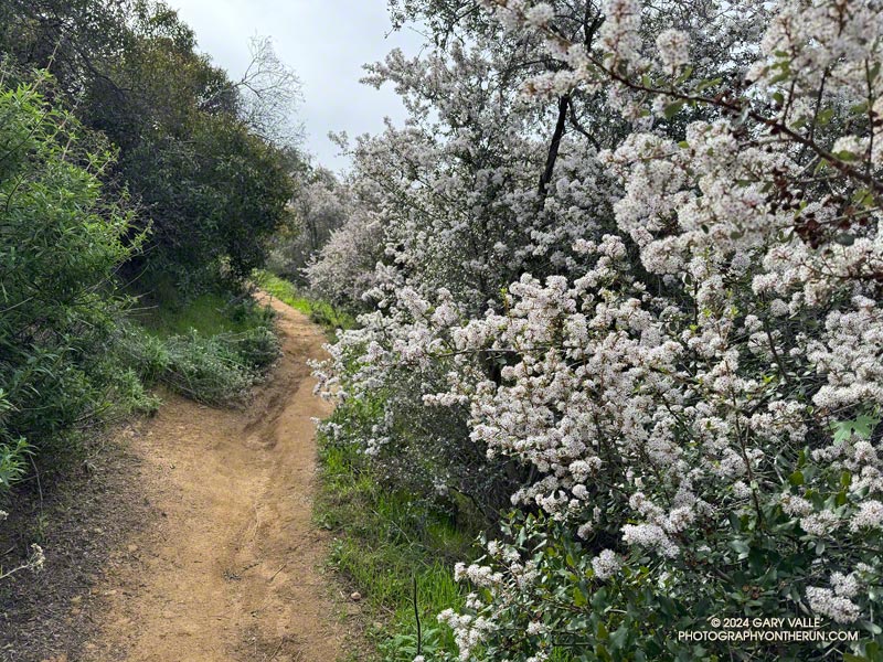 Bigpod Ceanothus (C. megacarpus) along the short trail that starts near the Reseda trailhead and connects to Mulholland, east of the Fire Road #30 junction. February 25, 2024.
