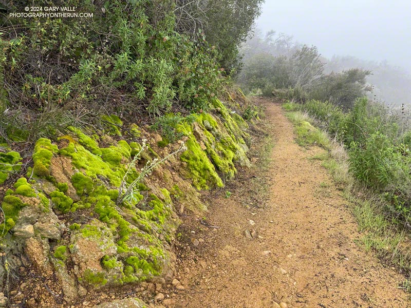 Bright green moss along the Garapito Trail is indicative of how wet it has been. February 17, 2024.