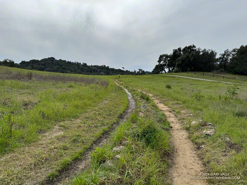 The Musch Trail at Trippet Ranch. Multiple paths evolve in wet areas when people avoid muddy sections of trail. February 25, 2024.