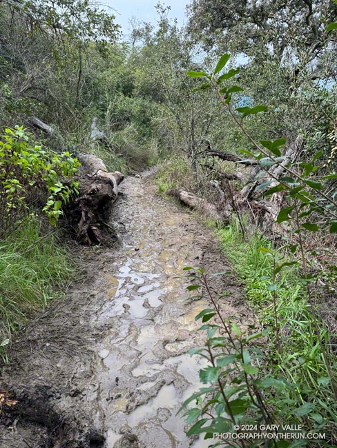 A very wet and muddy section of the Musch Trail. February 25, 2024.