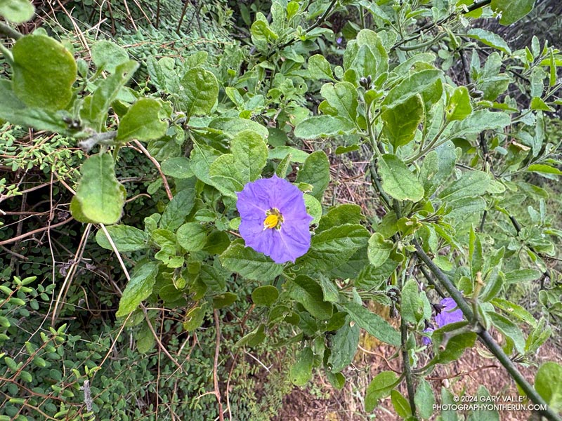 Nightshade along the Garapito Trail. February 17, 2024.