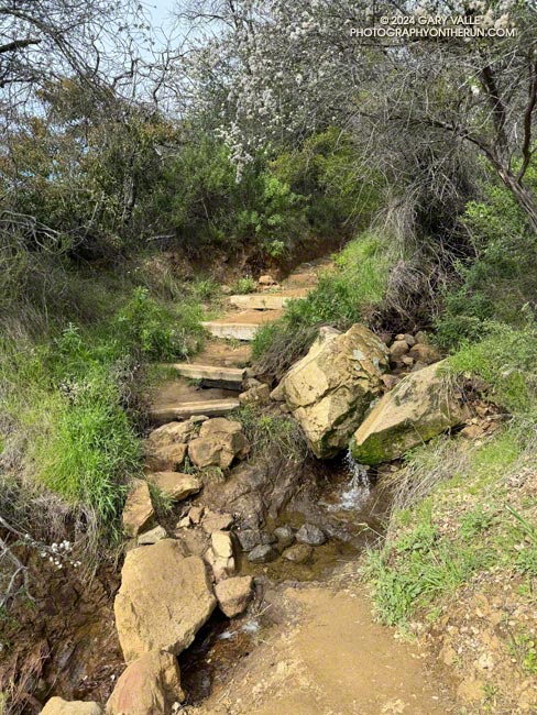 Repaired following 2023 storms, this section of the Musch Trail weathered our 2024 storms fairly well. February 25, 2024.