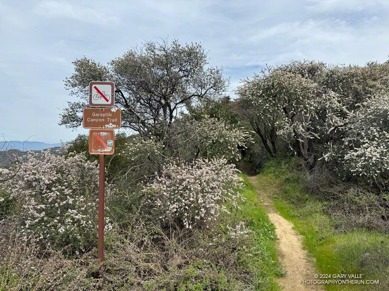 Top of the Garapito Canyon Trail at Eagle Rock Fire Road. February 25, 2024.