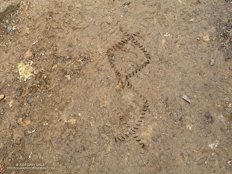 An unusual track on the Musch Trail. Looks like it might have been made by a Yaktrax traction device. February 25, 2024.