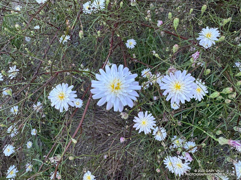 Flowers of cliff aster can be found throughout the year, but are especially common this year. These are along the Garapito Trail. October 8, 2023.