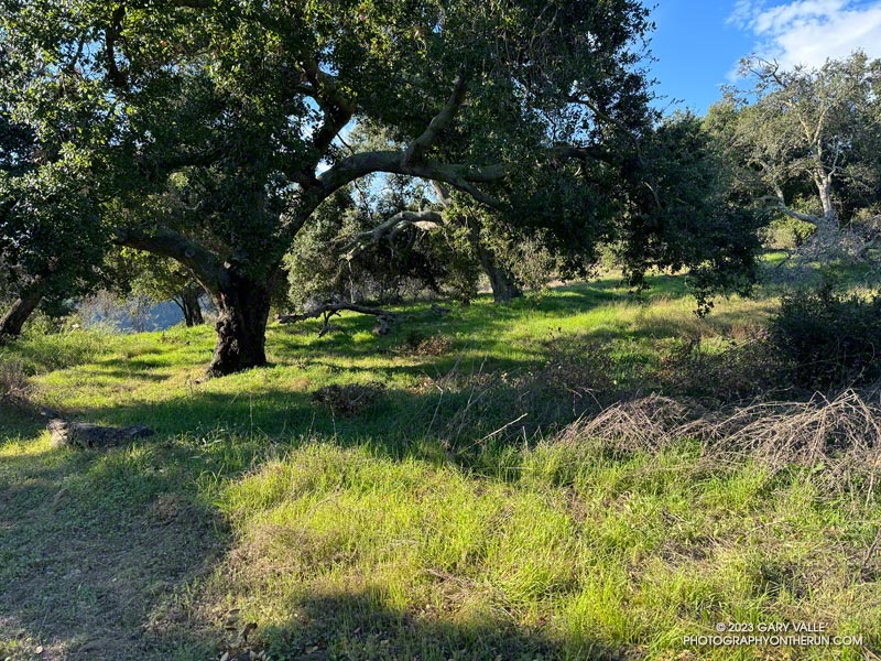 Spring-like conditions along Eagle Springs Fire Road, near Trippet Ranch, in Topanga State Park.  October 8, 2023.