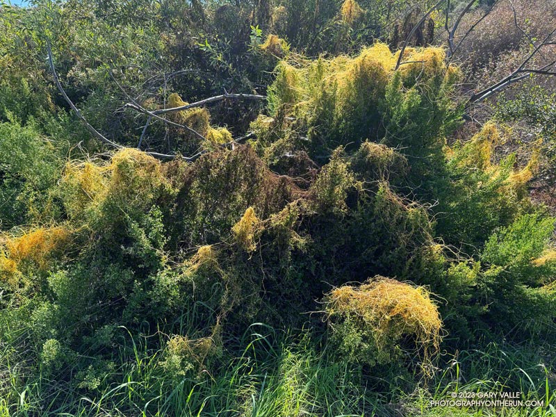 More dodder covering a chaparral plant along the Garapito Trail, near Fire Road #30. October 8, 2023.