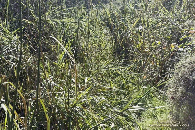 Parts of the Garapito Trail have been overgrown all Summer. A thick patch of giant rye is growing on this section of trail. October 8, 2023.