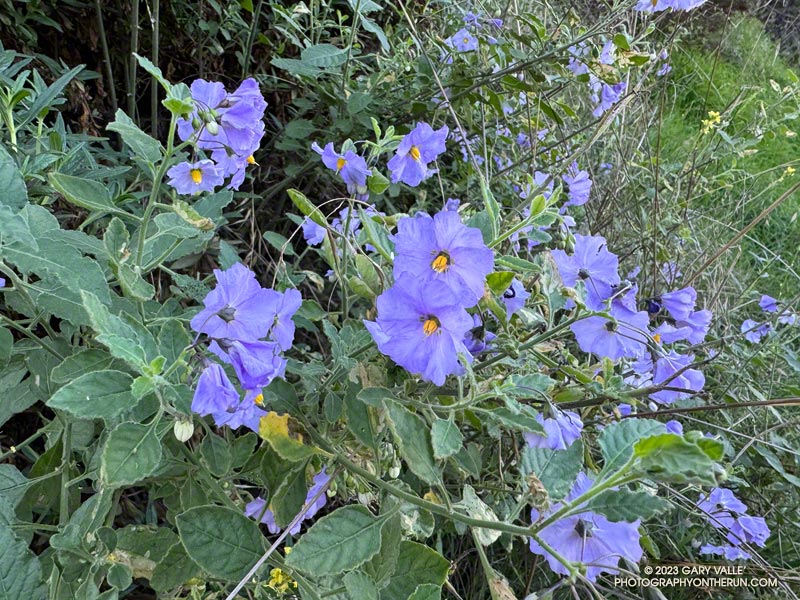 Purple nightshade along Fire Road #30 in Topanga State Park. Generally blooming from mid-Winter to mid-Summer, blooms such as this are common this Fall. October 8, 2023.