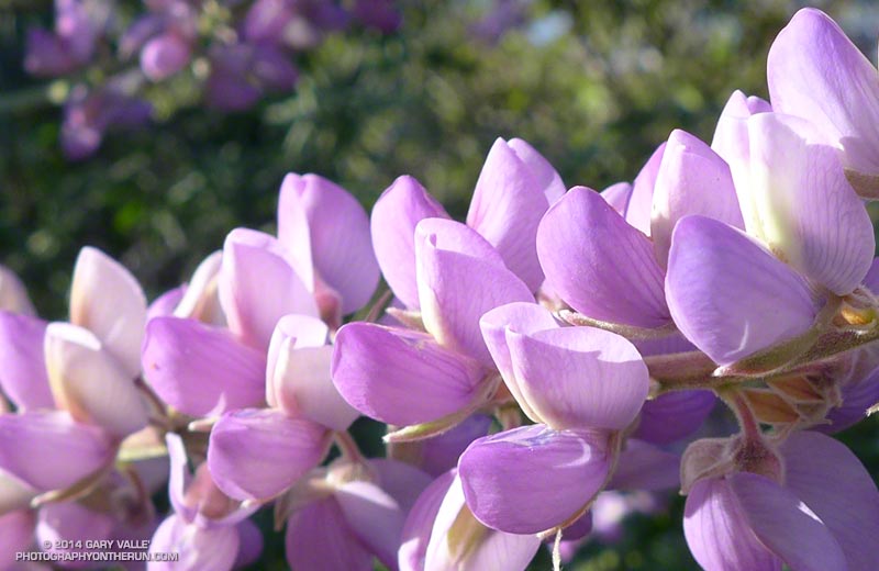Bush lupine (Lupinus longifolius). May 4, 2014.