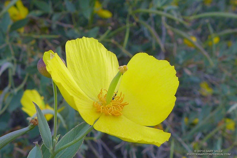 Bush poppy (Dendromecon rigida) along Fire Road #30 on the way to the Hub. May 4, 2014.