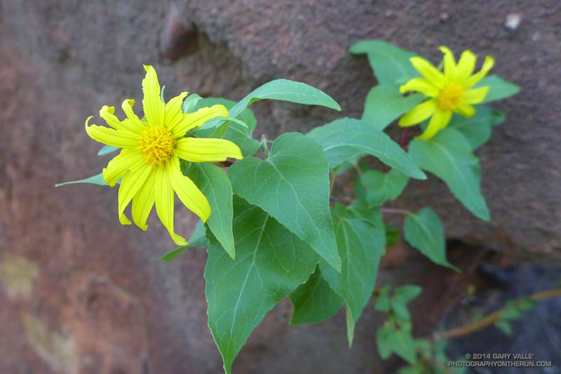 A somewhat malformed canyon sunflower -- perhaps as a result of the drought. May 4, 2014.