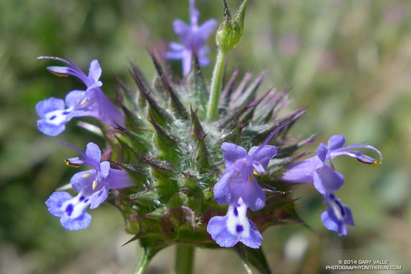Chia (Salvia columbariae) along the Garapito Trail. May 4, 2014.