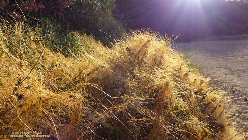 Dodder, a parasitic vine, along Fire Road #30. May 4, 2014.