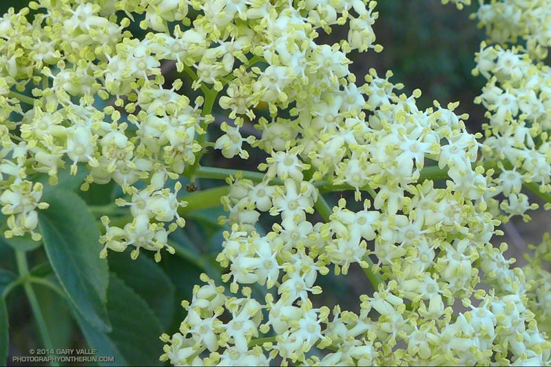 Elderberry (Sambucus nigra) is one of the most fragrant plants in the chaparral. May 4, 2014.