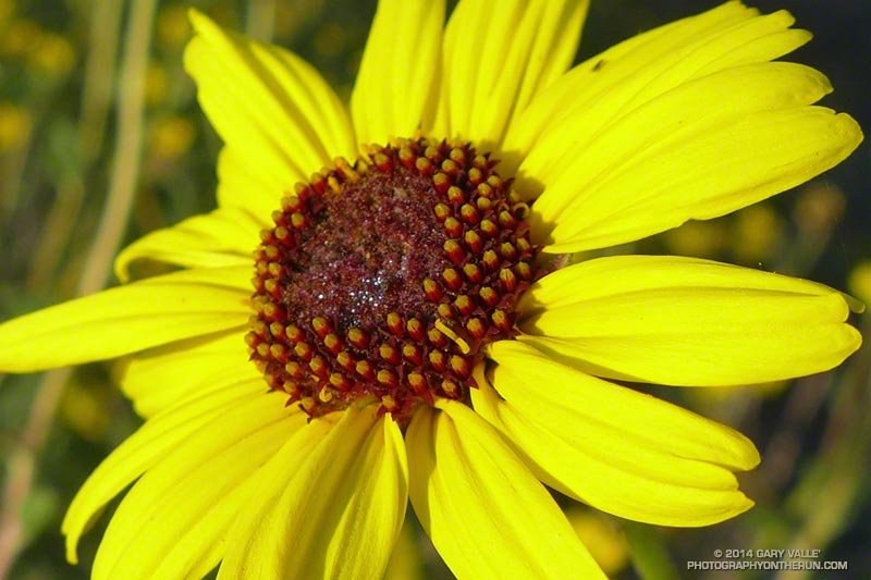 Bush sunflower (Encelia californica) at the start of the run at the "top of Reseda" at Marvin Braude Mulholland Gateway Park. May 4, 2014.