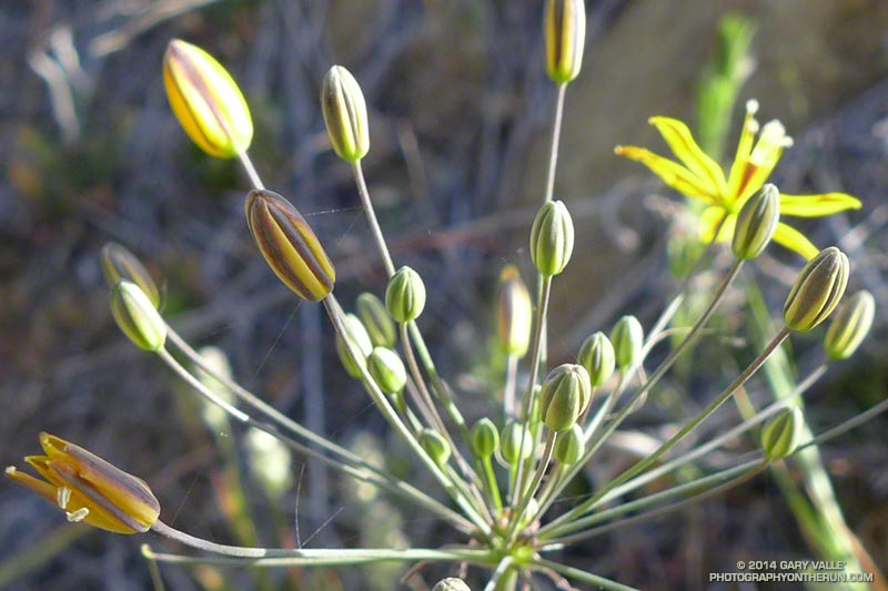 Golden stars (Bloomeria crocea). May 4, 2014.