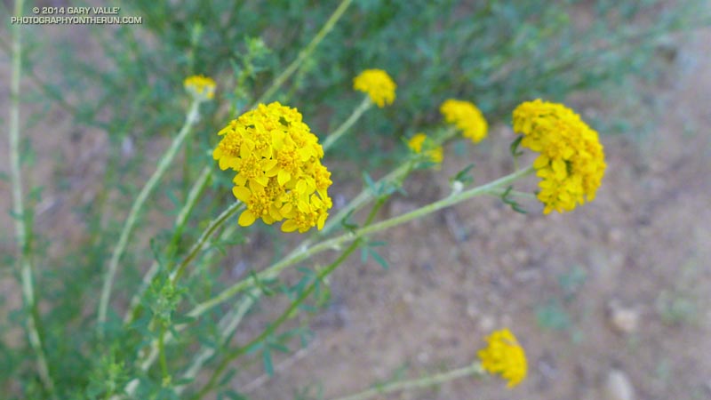 Golden yarrow. May 4, 2014.