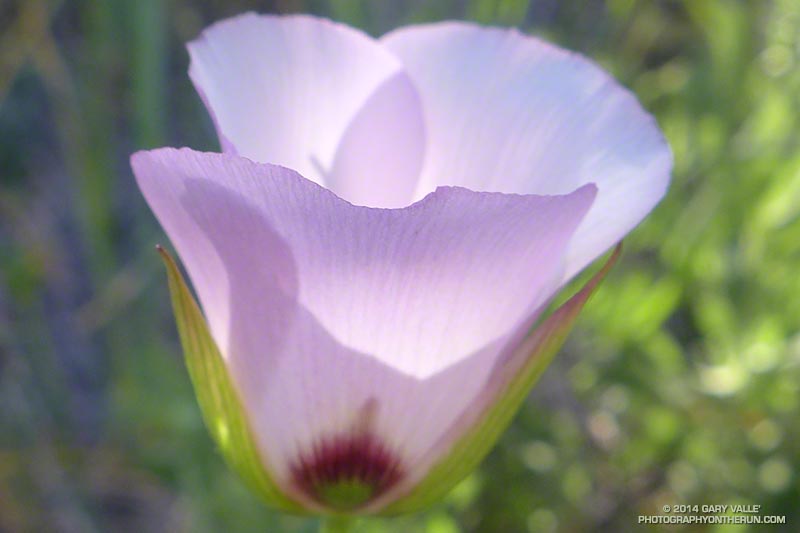 Catalina mariposa lily (Calochortus catalinae). May 4, 2014.