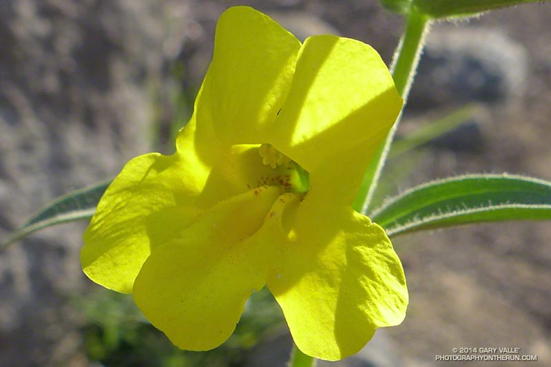 Yellow monkeyflower (Mimulus brevipes) along the Musch Trail. May 4, 2014.