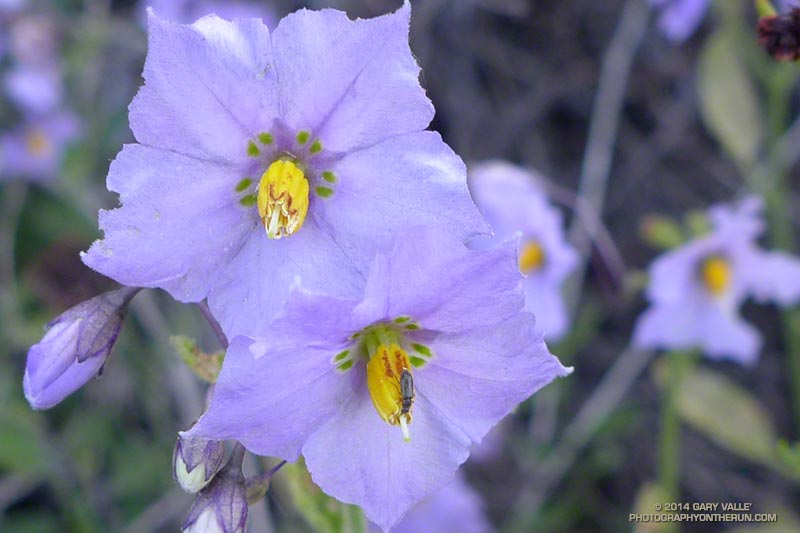 Purple nightshade. Could be either Solanum xanti or  Solanum umbelliferum. May 4, 2014.