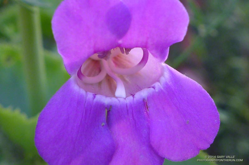 Also showy penstemon along the Musch Trail. May 4, 2014.