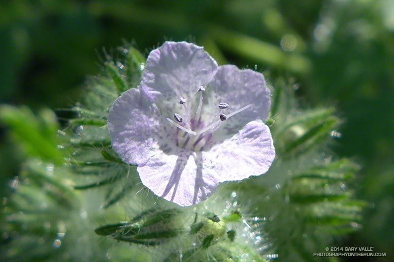 Phacelia - probably caterpillar phacelia (Phacelia cicutaria var. hispida). Several Phacelia species are reported to cause dermatitis. May 4, 2014.