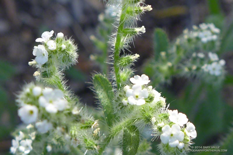 Popcorn flower (Cryptantha spp.) along the Garapito Trail. May 4, 2014.