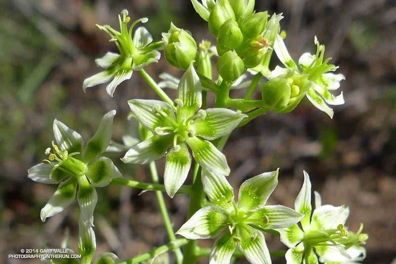 Star lily (Zigadenus fremontii) along the Garapito Trail. Star lily is a fire follower and is currently found in large patches in Pt. Mugu State Park. May 4, 2014.