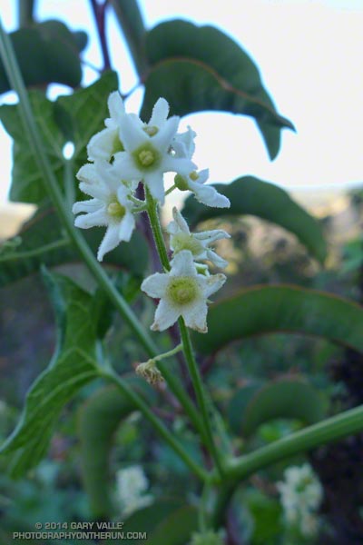 Man-root (Marah macrocarpa). The name is derived from the plant's very large root/tuber. Also called wild cucumber. May 4, 2014.