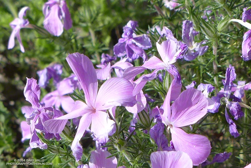 Prickly phlox (Linanthus californicus) at the end of its blooming season. May 4, 2014.