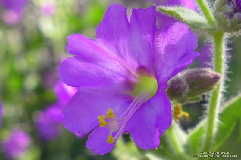 With normal rainfall Wishbone bush (Mirabilis laevis var. crassifolia) can bloom as early as December. May 4, 2014.