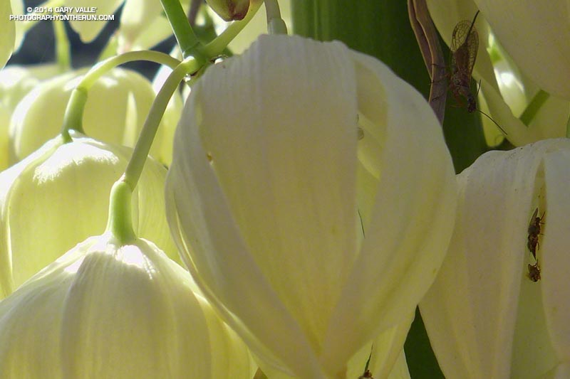This yucca was loaded with insects. May 4, 2014.