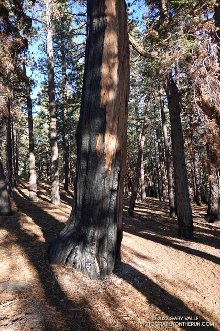 Scarred trunk of incense cedar burned in the 2020 Bobcat FIre. This is at about 7300' on the Mt. Waterman Trail. August 28, 2022.