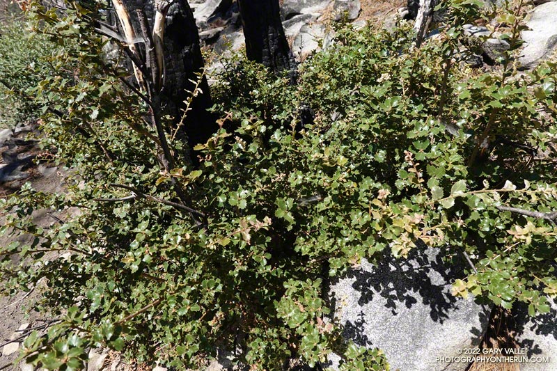 Nearly two years of growth at the base of an interior live oak along the Twin Peaks Trail. August 28, 2022.