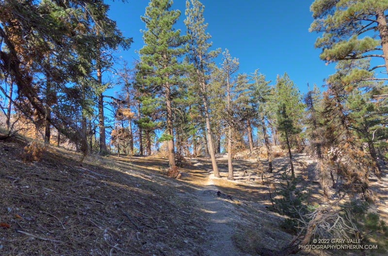 A pretty section of trail just above Twin Peaks Saddle. August 28, 2022.