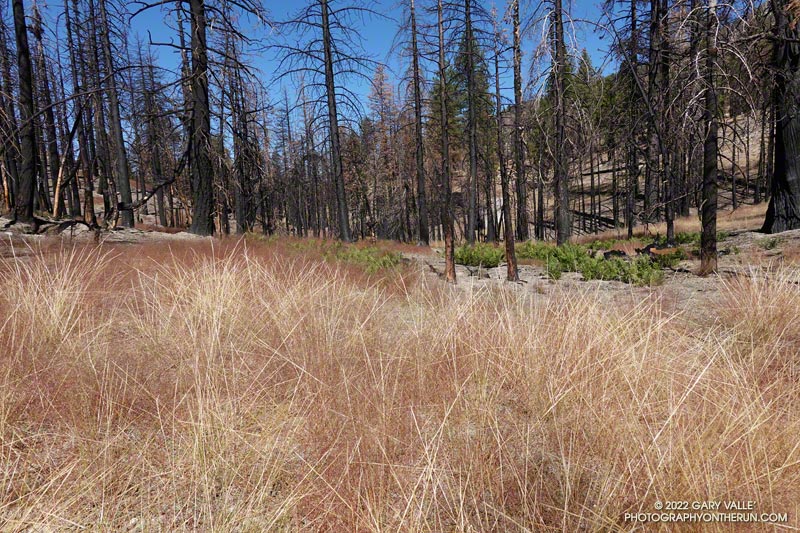 Oddly-patterned grass stalks at the north (lower) saddle on the Twin Peaks Trail. August 28, 2022.