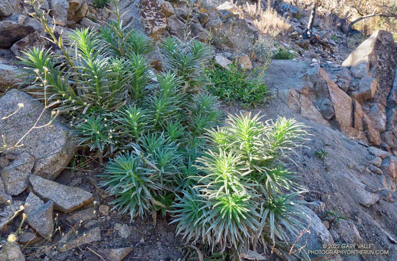 Poodle-dog bush blocking the Twin Peaks Trail. Poodle-dog bush causes contact dermatitis in many people. August 28, 2022. 